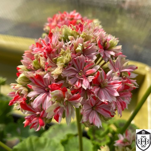 Pelargonium 'Mallorca' - Pelargoon 'Mallorca' P9/0,55L